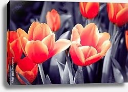 Постер Цветки ярко-красных тюльпанов
