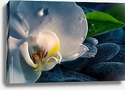 Постер Белоснежная орхидея и капли