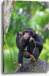 Постер Сидящая на камне шимпанзе