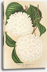 Постер Лемер Шарль Viburnum plicatum