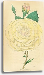 Постер Rosa Devonicnsis 1