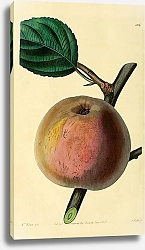 Постер Королевское красновато-коричневое яблоко