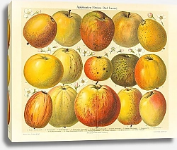 Постер Сорта яблок
