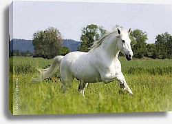 Постер Белый конь