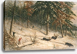 Постер Криегофф Корнелиус Hunting Moose