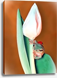 Постер Лягушонок, прячущийся за бутоном цветка