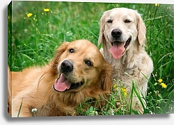 Постер Две дружные собаки