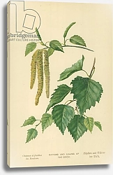 Постер Бут Вильям (последователи, ботаника) Catkins and Leaves of the Birch