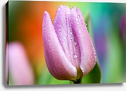 Постер Бутон розового тюльпана в каплях росы