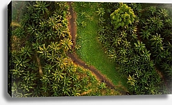 Постер Дорога в джунглях