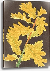Постер Лемер Шарль Quercus Robur, var. Concordia