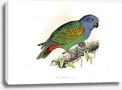 Постер Red-vented Parrot