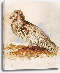 Постер Jacobine Pigeon
