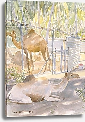 Постер Виллис Люси (совр) Camels at Rest, Salala 1992