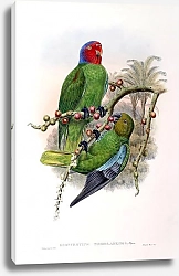 Постер Tenimber Parrot - Geoffroyius timorlaoensis