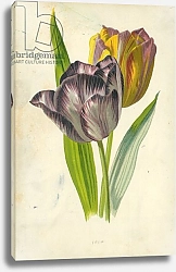 Постер Хулм Фредерик (бот) Tulip