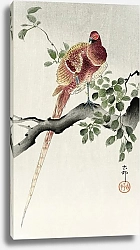 Постер Медный фазан (1900 - 1930)
