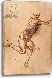 Постер Микеланджело (Michelangelo Buonarroti) A seated male nude twisting around, c.1505