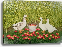 Постер Дитц (совр) Sweetcorn-Geese