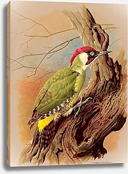 Постер The Green Woodpecker