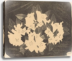 Постер Мескита Сэмюэль Rhododendron