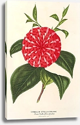 Постер Лемер Шарль Camellia Stella polare