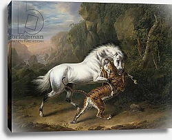 Постер Тауне Чарльз A Tiger attacking an Arab Stallion, 1824