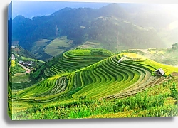 Постер Рисовые поля Му Кан Чай, Вьетнам 2