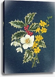 Постер Ходжсон Урсула (совр) Holly, Christmas Rose, Snowdrop and Winter Jasmine