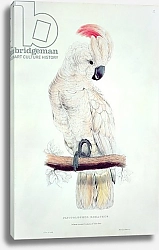 Постер Лир Эдвард Salmon-Crested Cockatoo