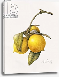 Постер Эден Маргарет (совр) Citrus Bergamot, 1999