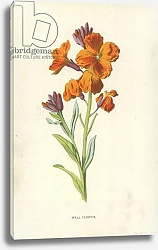 Постер Хулм Фредерик (бот) Wall Flower