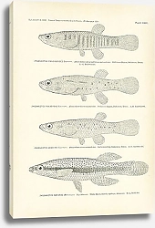 Постер Zygonectes Funduloides, Zygonectes Pulvereus, Zygonectes Jrnkinsi, Zygonectes Notatus