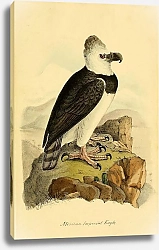 Постер Mexican Imperial Eagle