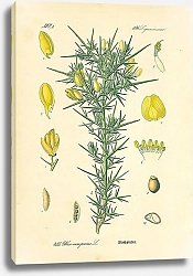 Постер Leguminosae, Ulex europaeus