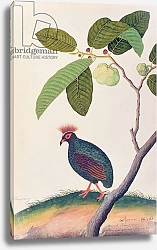 Постер Школа: Китайская 19в. Booah Tumpang, from 'Drawings of Birds from Malacca', c.1805-18
