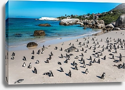 Постер Пингвин на пляже, недалеко от Кейптауна