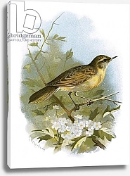 Постер Школа: Английская 20в. Grasshopper warbler