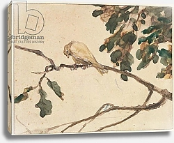 Постер Мензель Адольф Canary on an Oak Tree Branch