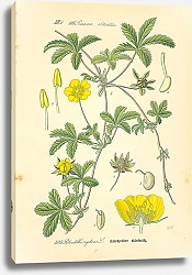Постер Rosaceae, Potentilleae, Potentilla reptans