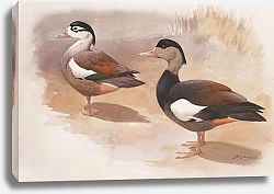 Постер Crested Shelduck (female, left, & male)
