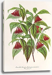 Постер Лемер Шарль Diervilla multiflora