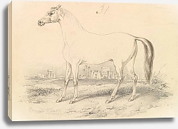 Постер Смит Чарльз Гамильтон The Dongola Horse