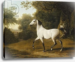 Постер Агассе Жак A Grey Arab Stallion in a Wooded Landscape,