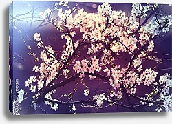 Постер Ветки цветущей вишни в фиолетовых тонах