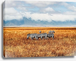 Постер Стадо пасущихся зебр в золотом поле