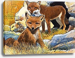 Постер Бэкхаус Д. (совр) Wind From the North: Facts about Foxes