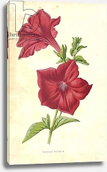 Постер Хулм Фредерик (бот) Crimson Petunia
