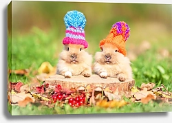Постер Два кролика в шапках на пеньке
