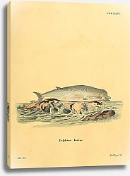 Постер Дельфин Delphinus bidens